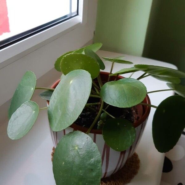 Pilea peperomioides Hostoa