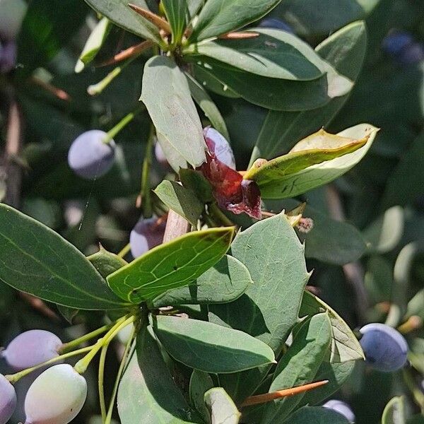 Berberis aristata 果實