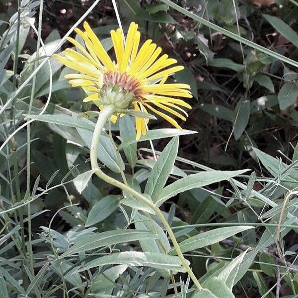 Pentanema salicinum Flower