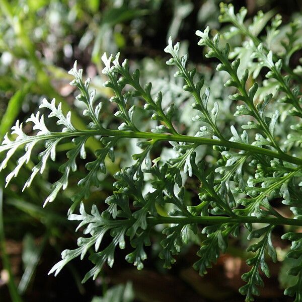 Asplenium theciferum Folha