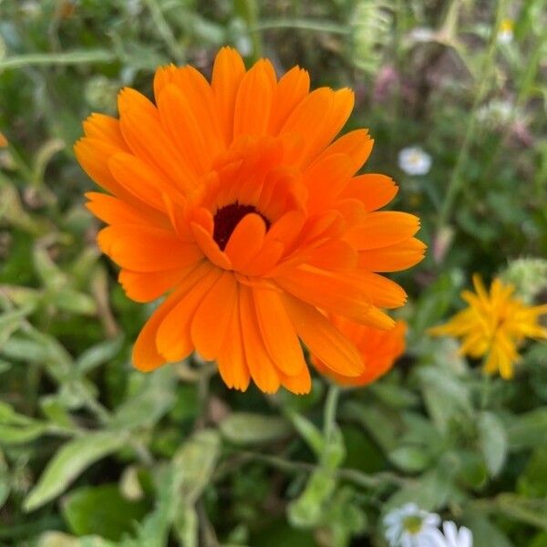 Calendula officinalis Cvet