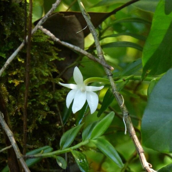 Angraecum ramosum Цветок