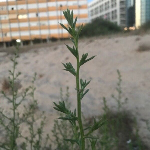 Salsola tragus Leaf