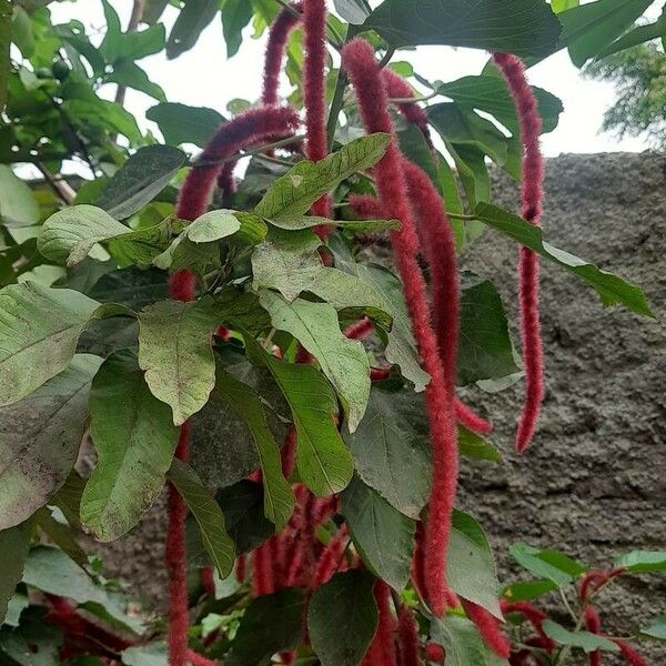 Acalypha hispida Other