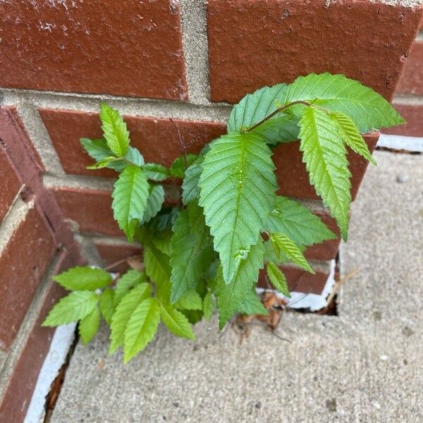 Ulmus americana Leaf