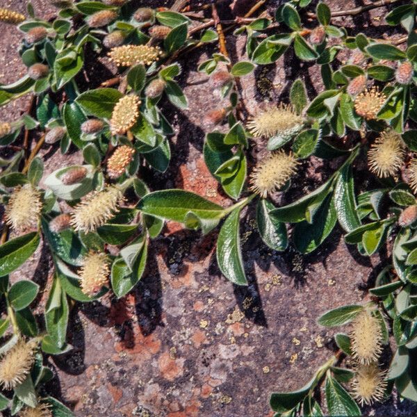 Salix glauca Flower