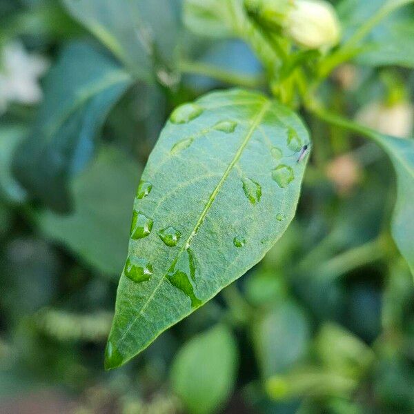 Capsicum frutescens Листок