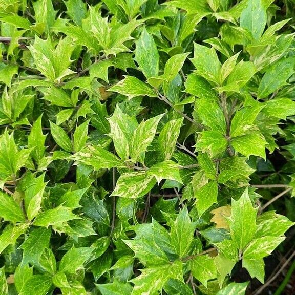 Osmanthus heterophyllus Blad