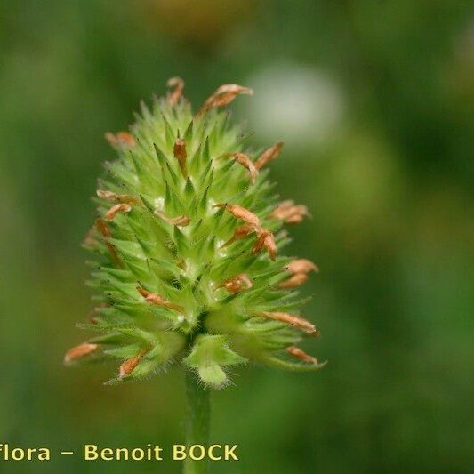 Trifolium squamosum ഫലം