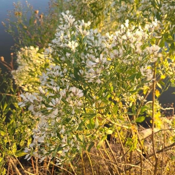 Baccharis halimifolia Fleur