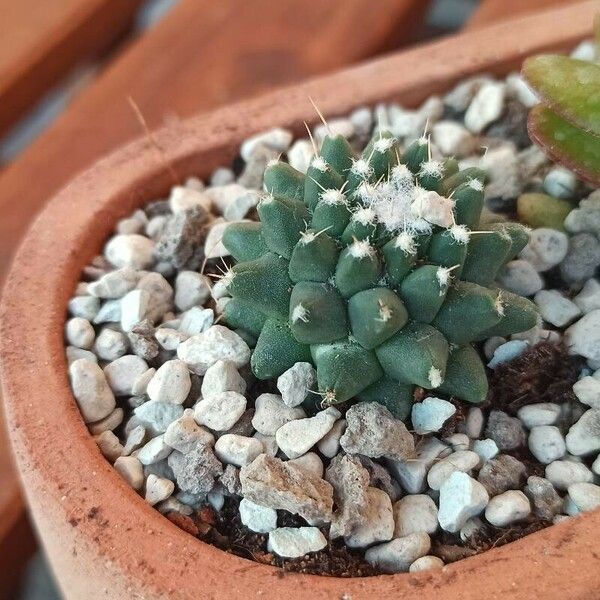 Mammillaria polythele Leaf