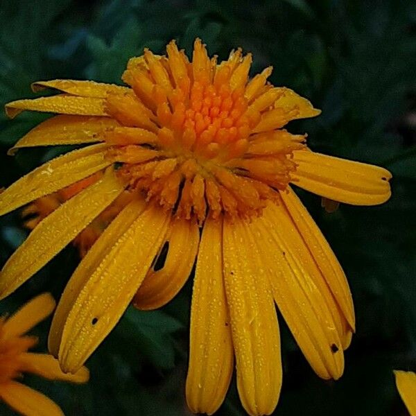 Euryops chrysanthemoides Blüte