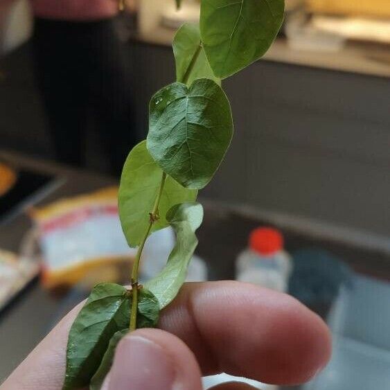 Ficus heterophylla Blad