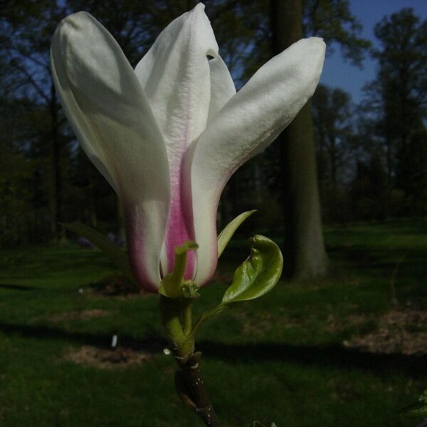 Magnolia cylindrica Květ