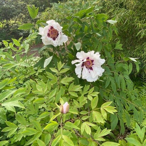 Paeonia ostii Hábitos