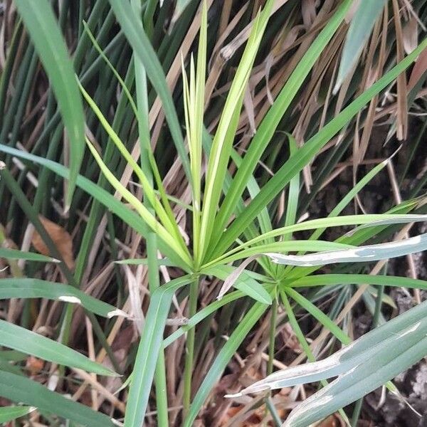 Cyperus alternifolius Φύλλο