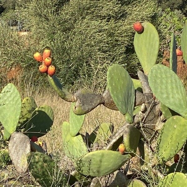 Opuntia humifusa Flor