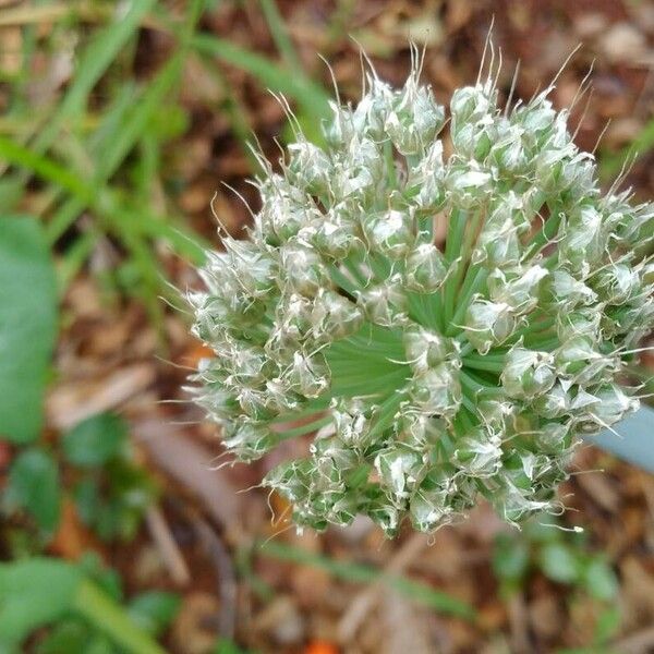 Allium fistulosum Цвят