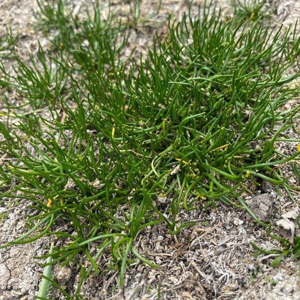 Lilaeopsis occidentalis Leaf