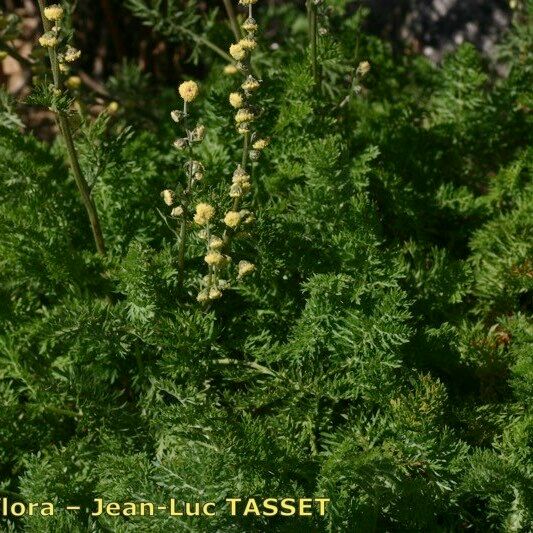 Artemisia atrata Агульны выгляд