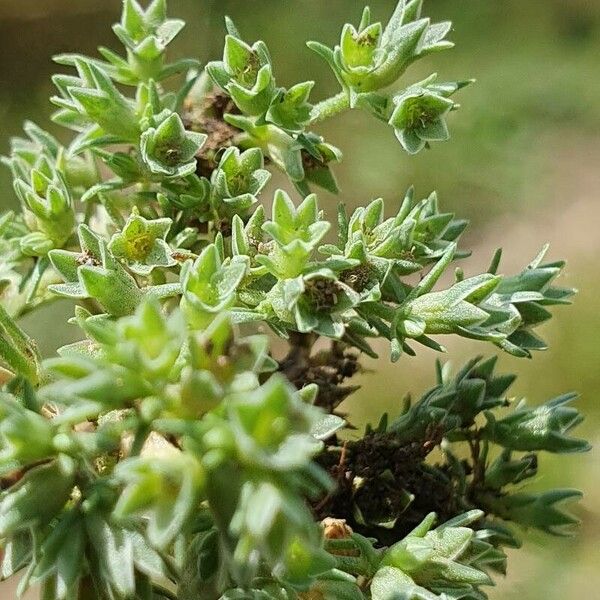 Scleranthus annuus Flower