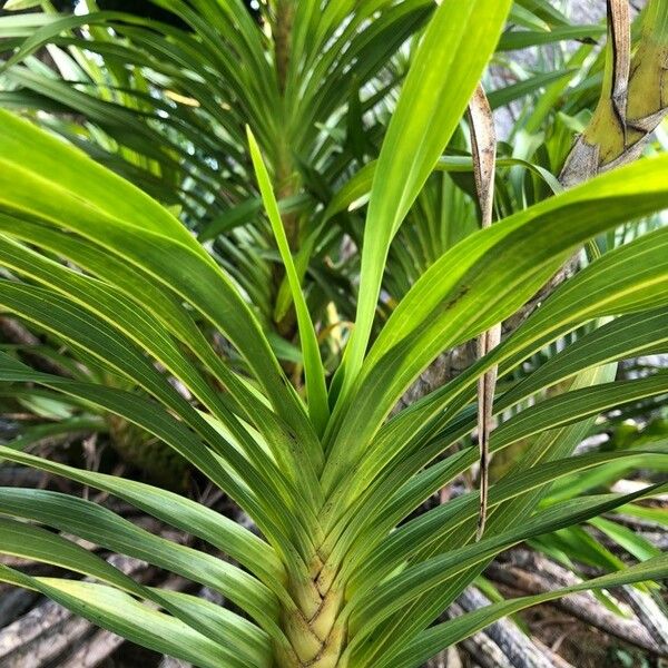 Grammatophyllum speciosum Hoja