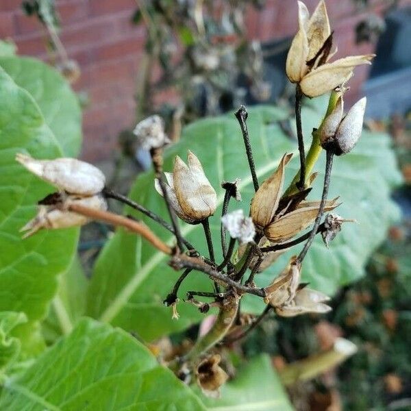 Nicotiana rustica Frukt