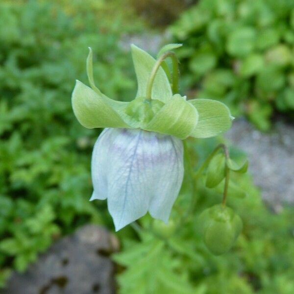 Codonopsis clematidea Kukka