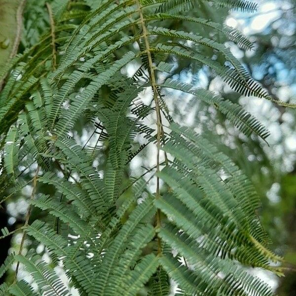 Anadenanthera colubrina Ліст