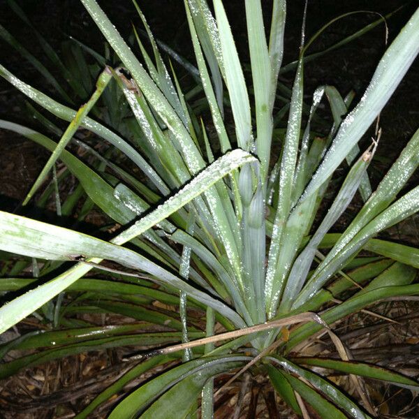 Yucca rupicola Habit