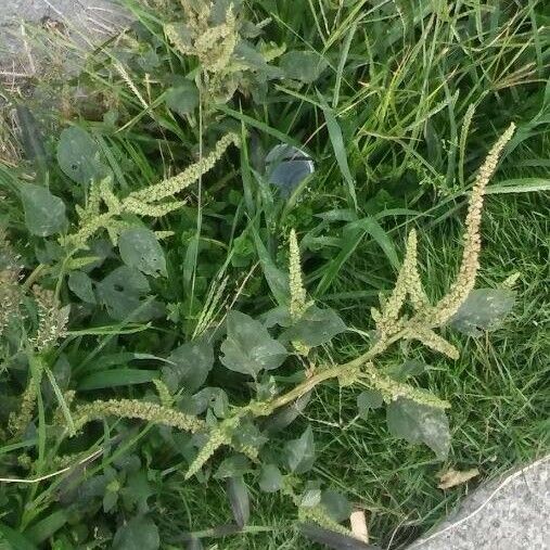 Amaranthus tortuosus Leaf