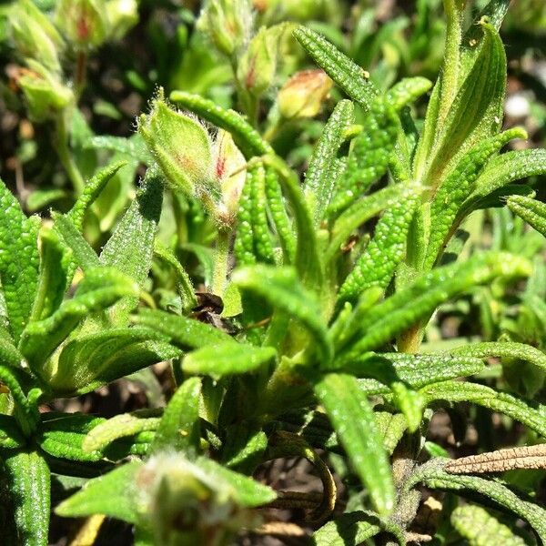 Cistus monspeliensis Leaf