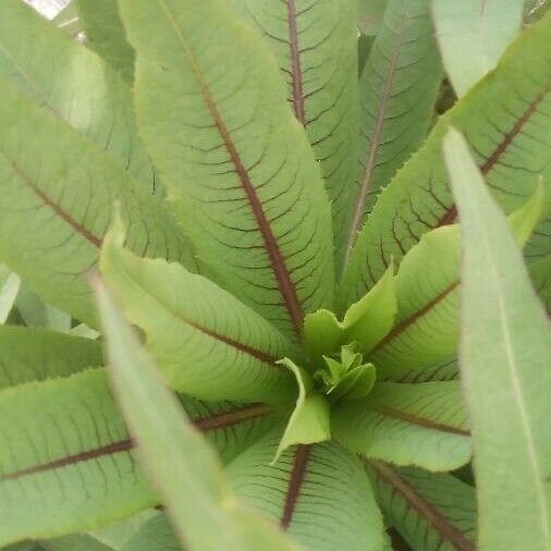 Lactuca indica Leaf