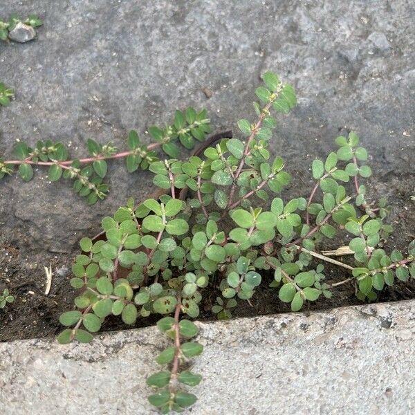 Euphorbia prostrata Leht