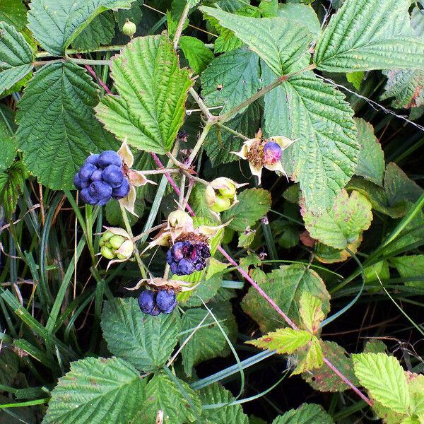 Rubus caesius 果