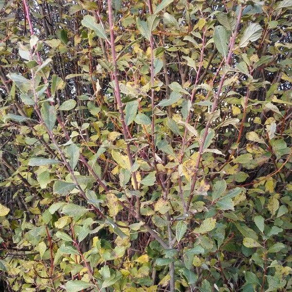 Salix aurita ഇല