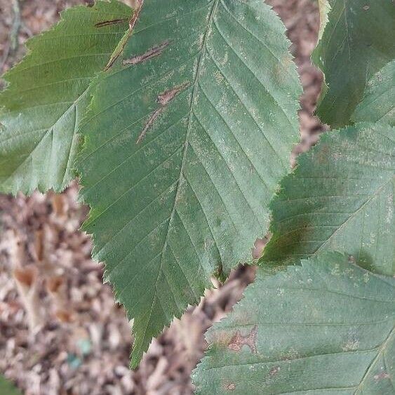 Ostrya carpinifolia Liść