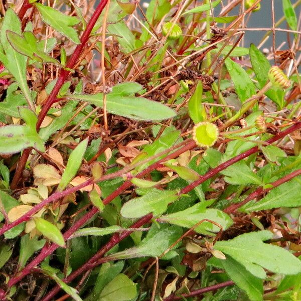 Erigeron karvinskianus Blad