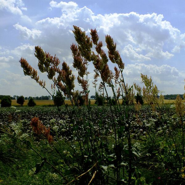 Rumex thyrsiflorus Плід