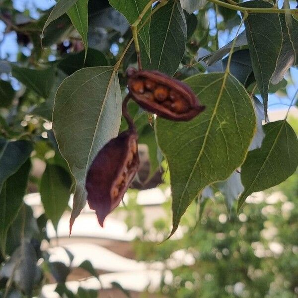 Brachychiton populneus Blatt