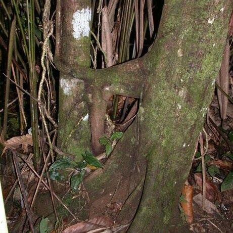 Ficus cahuitensis പുറംതൊലി