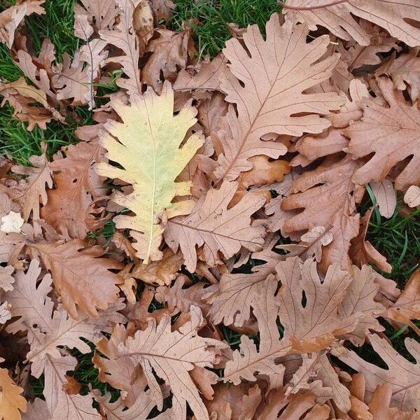 Quercus frainetto Ліст