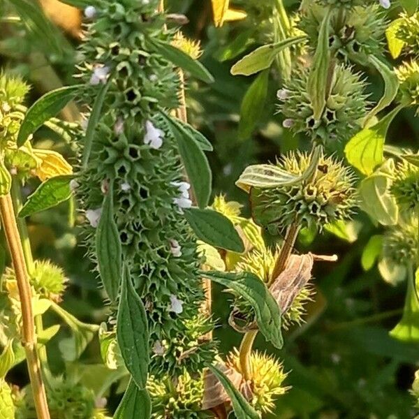 Chaiturus marrubiastrum Flower