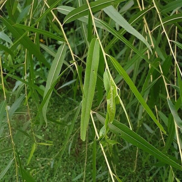 Salix nigra Leaf