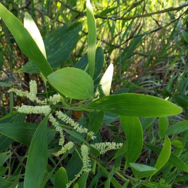 Acacia mangium फूल