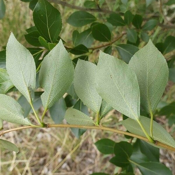 Populus simonii 葉