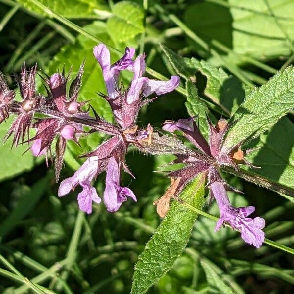 Stachys palustris ফুল