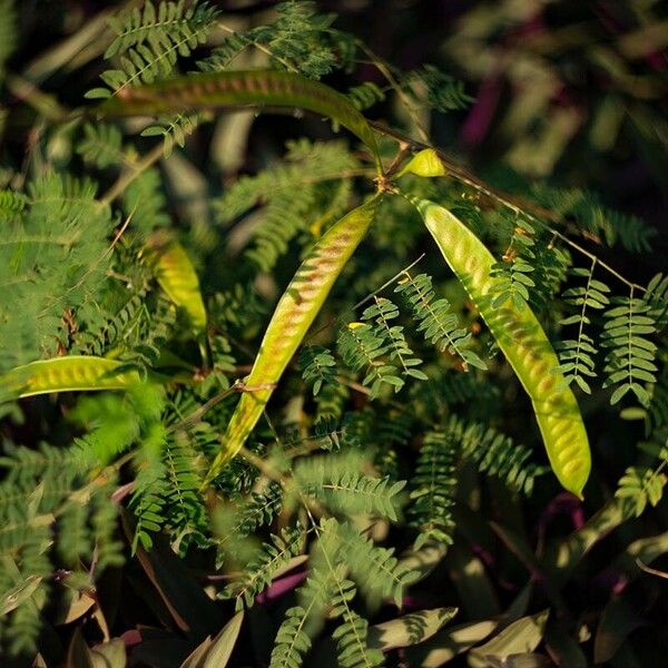 Leucaena leucocephala Vaisius