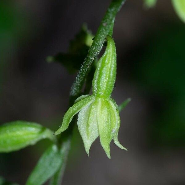 Epipactis albensis Blomma