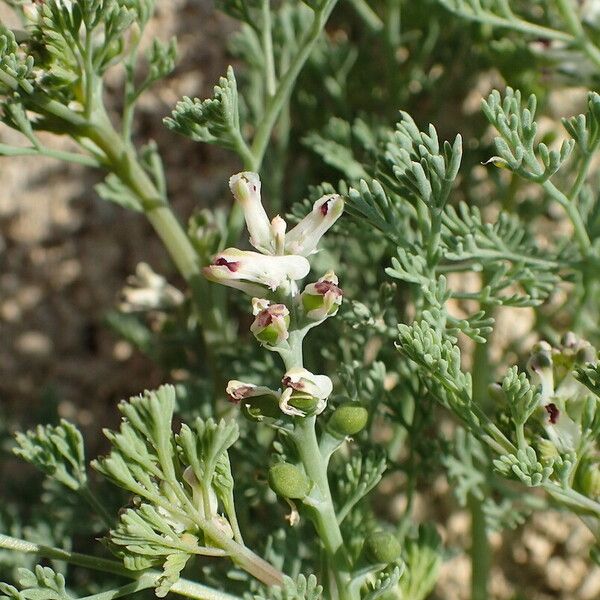 Fumaria parviflora Çiçek